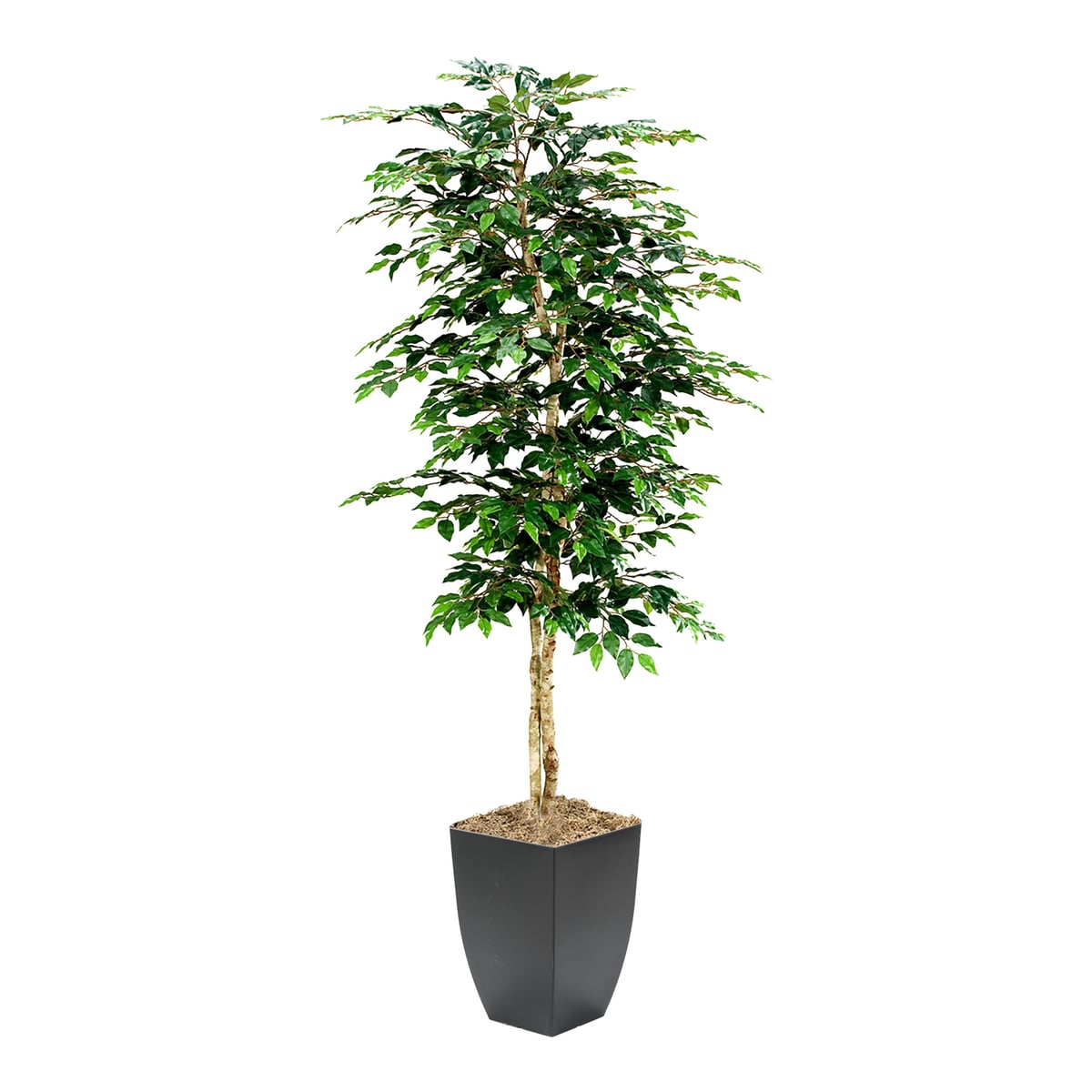 dw silk Green Ficus Wooden Pot Floral