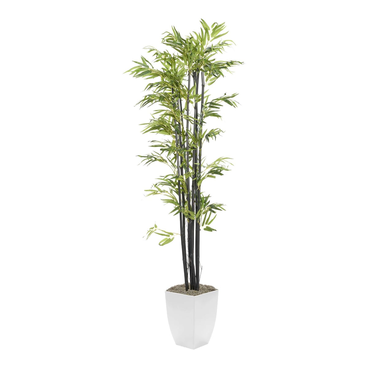 7' Black Bamboo Tree IN White Square Metal Planter Plant
