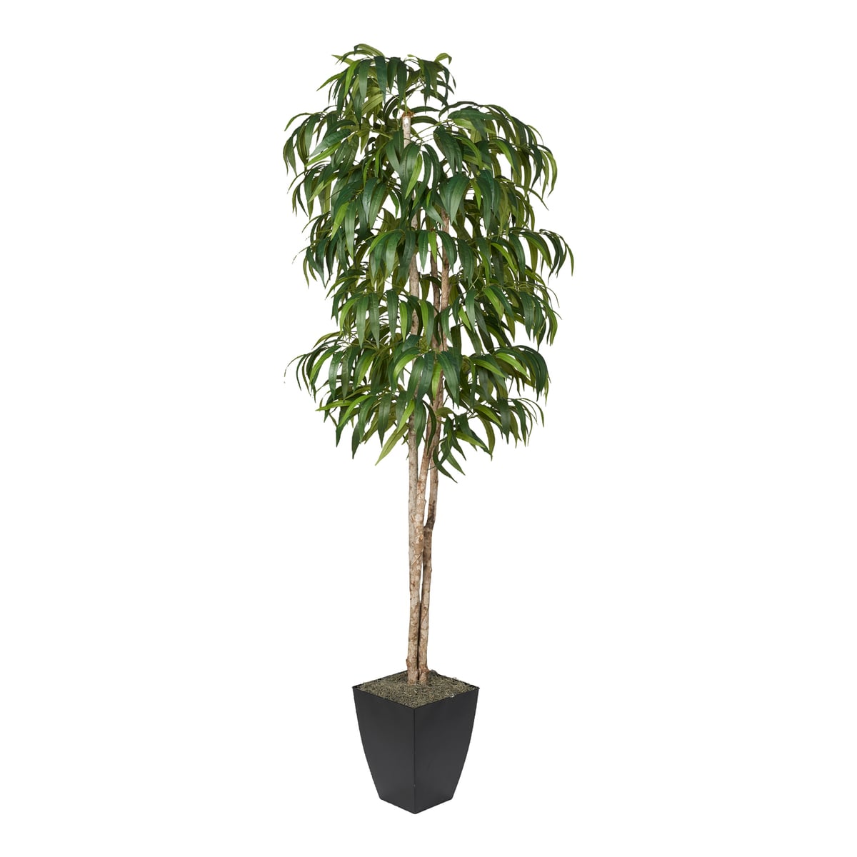 dw silk Weeping Ficus Tree