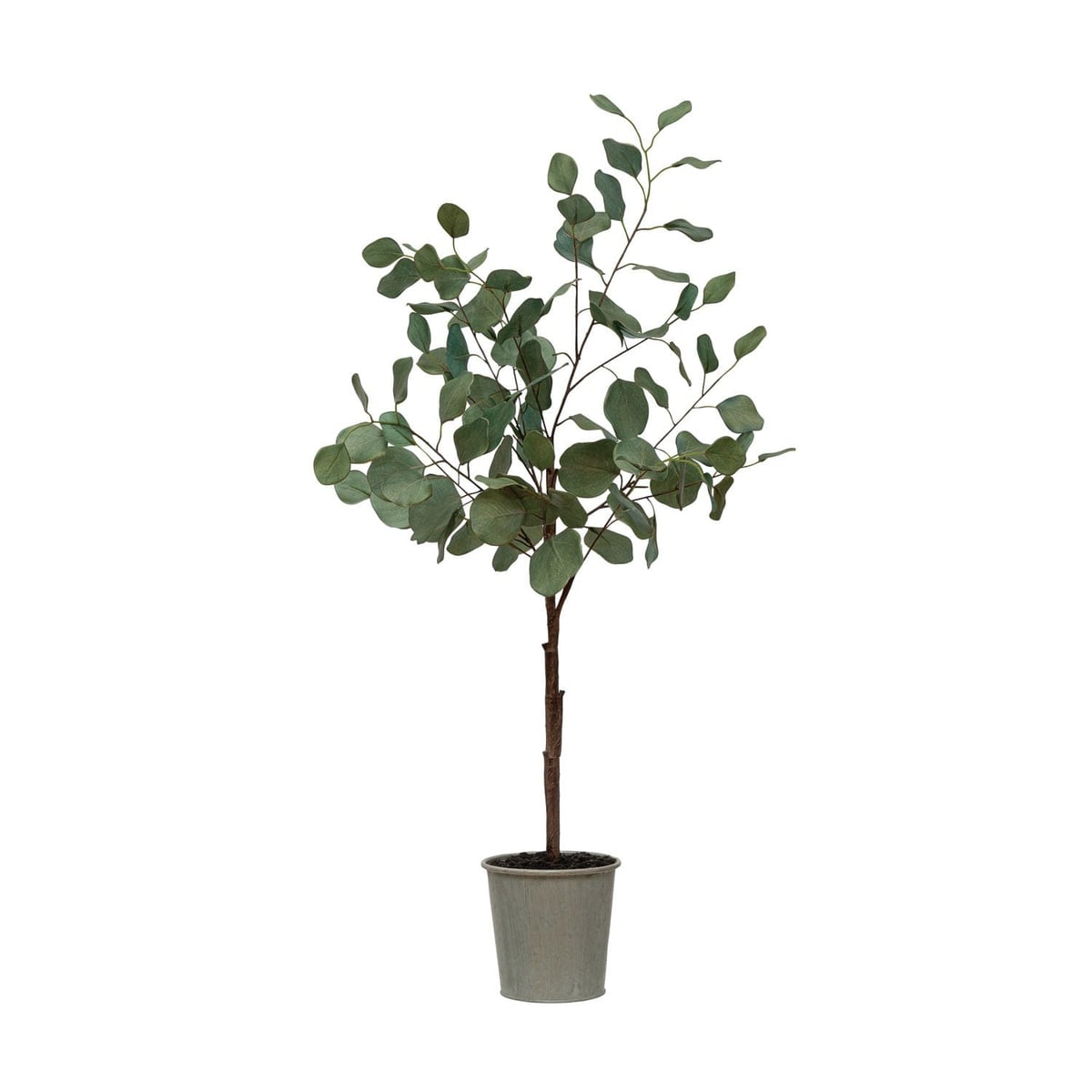 Creative Coop Eucalyptus tree Trees