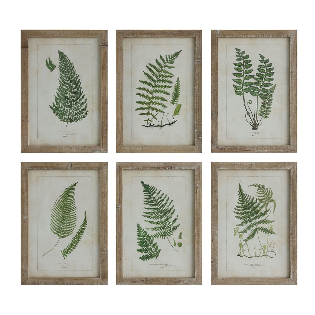 Creative Coop Fern print Wall Art