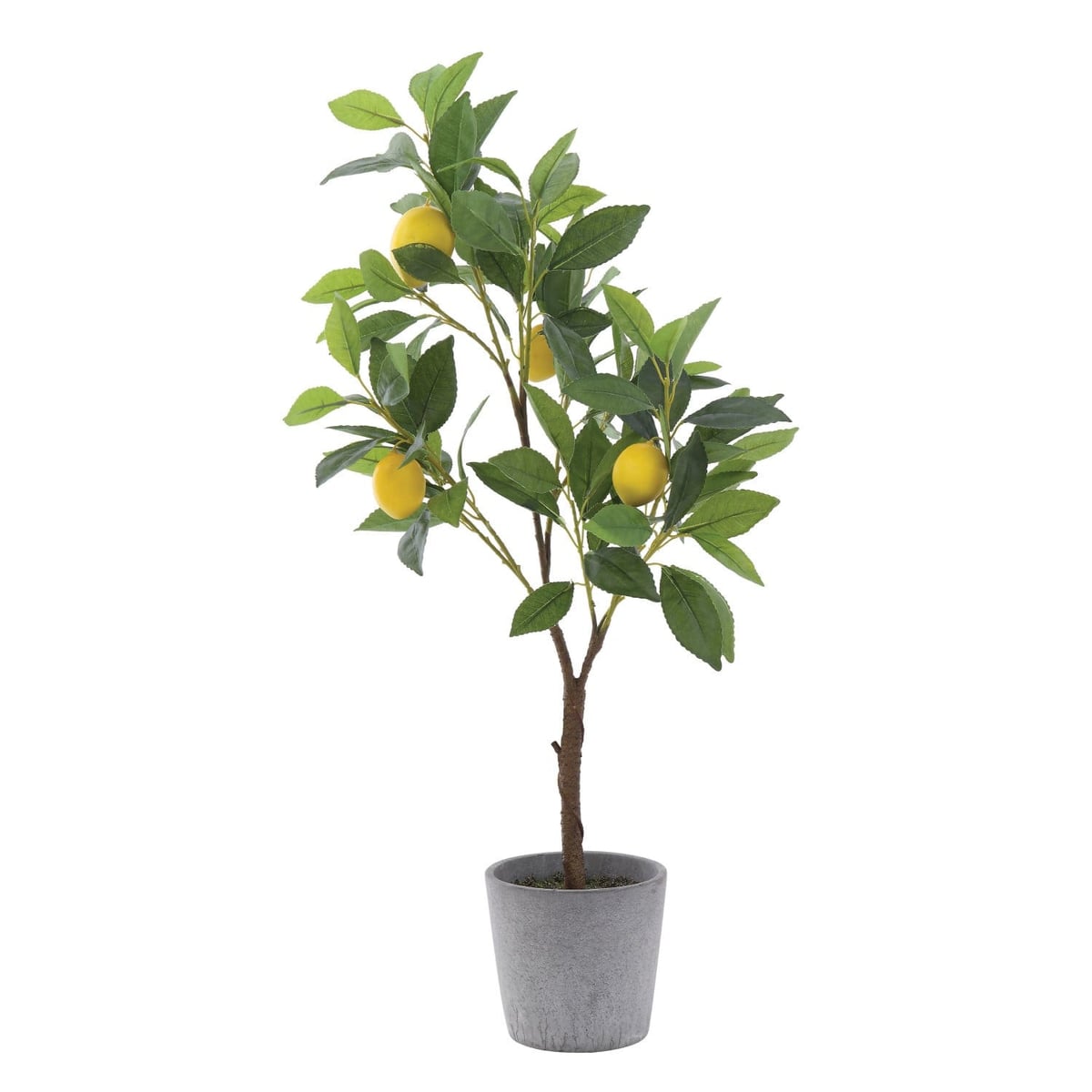 Creative Coop Lemon Tree Plant