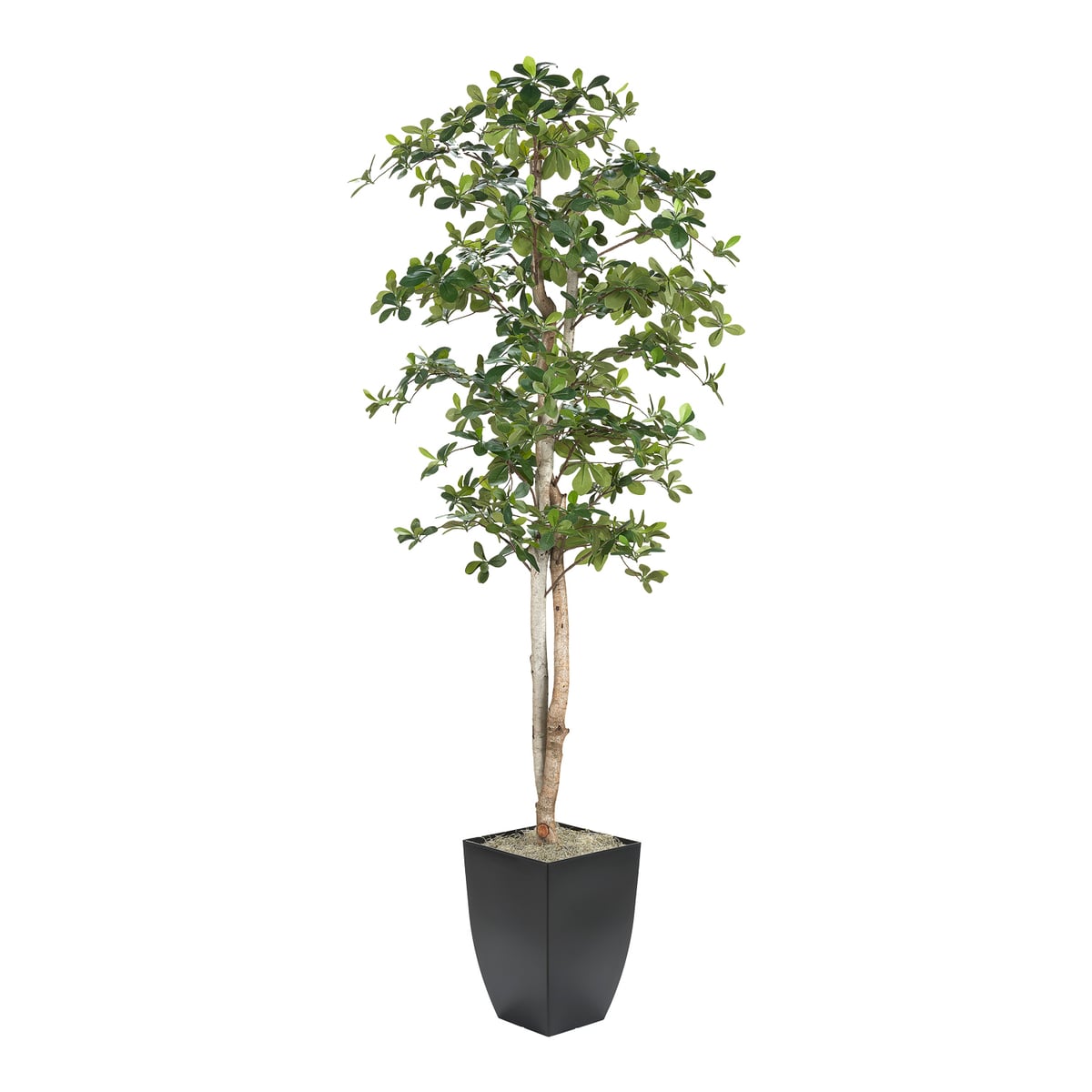 dw silk Black Olive Tree Floral