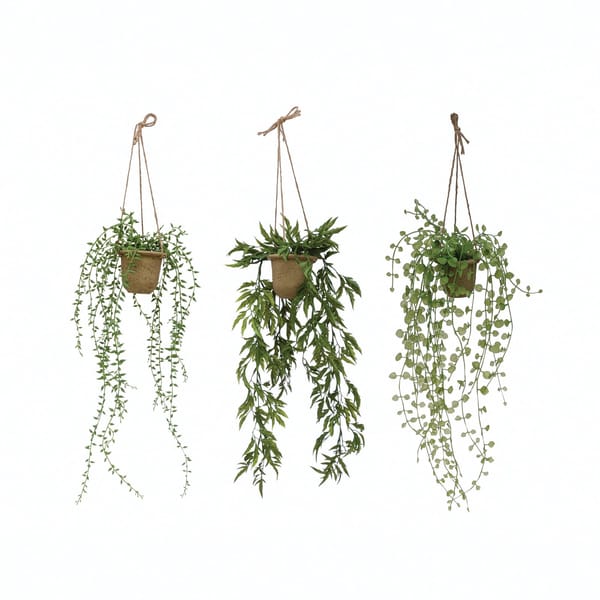 Hanging ivy