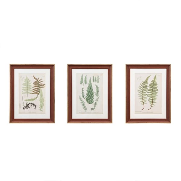 Lady Fern