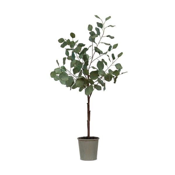 Eucalyptus tree