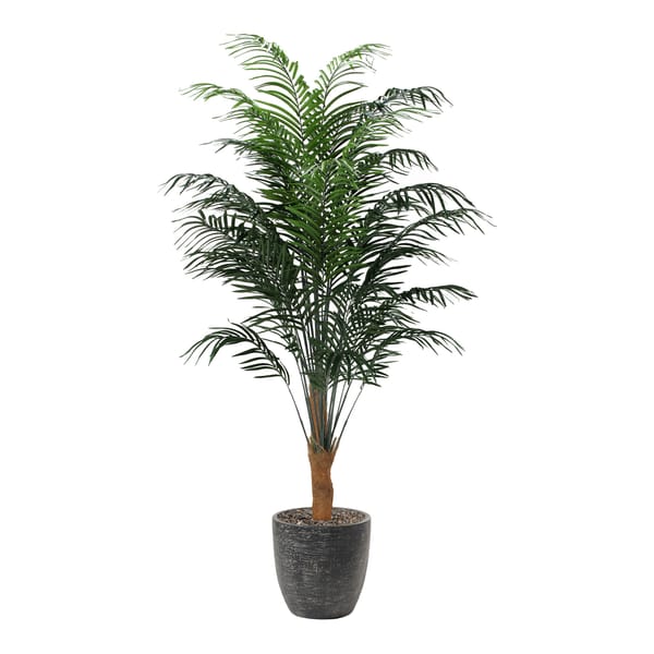 Areca Palm