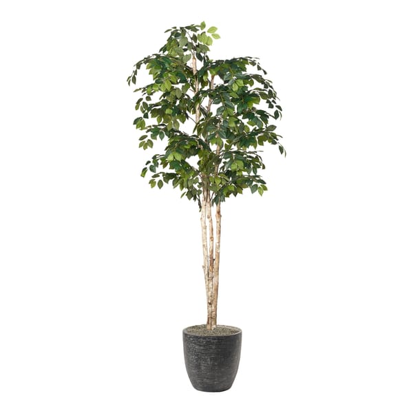 Sakaki Tree