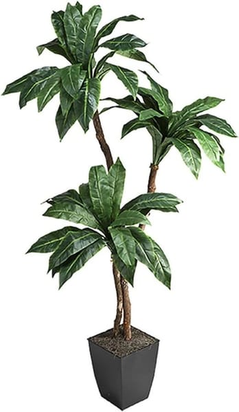 Jungle Palm