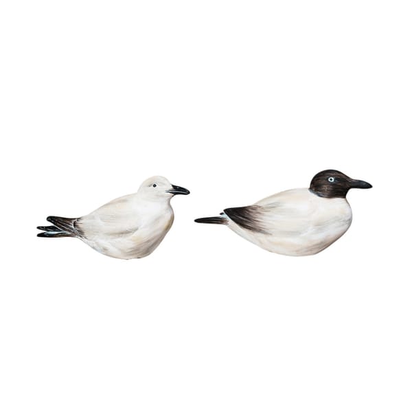 Shore Bird