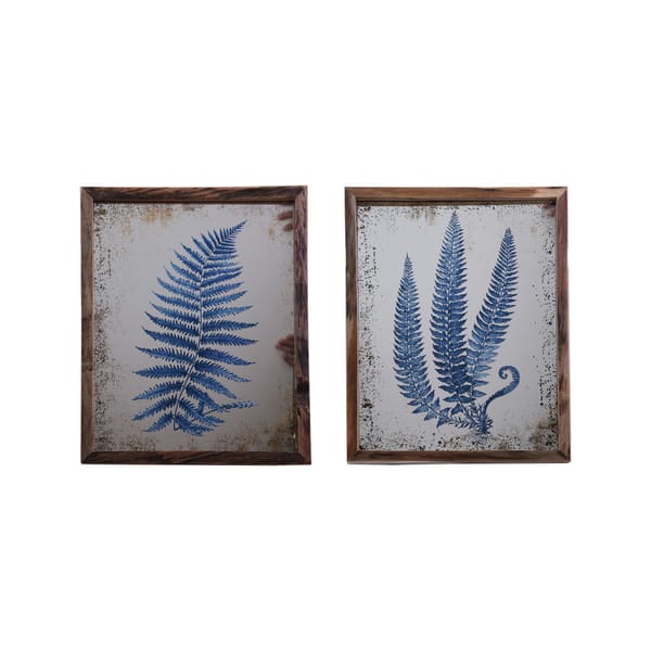 Fern