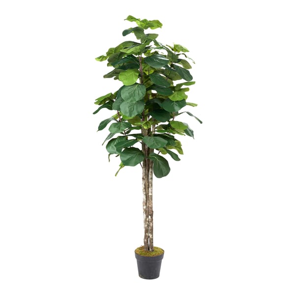 Fiddle Leaf Fig
