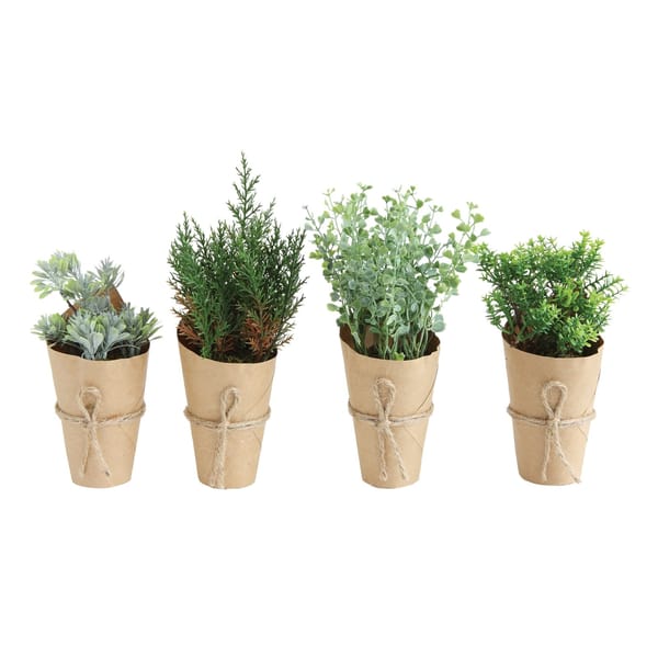 Small potted plant