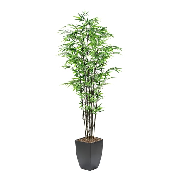 Black Bamboo