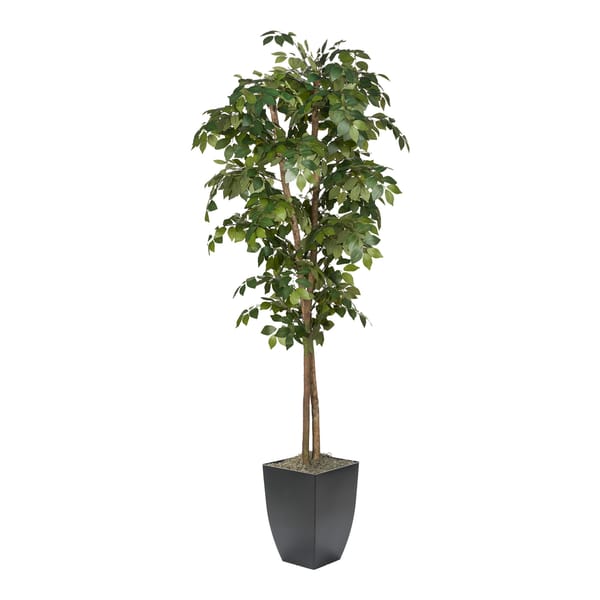Sakaki Tree