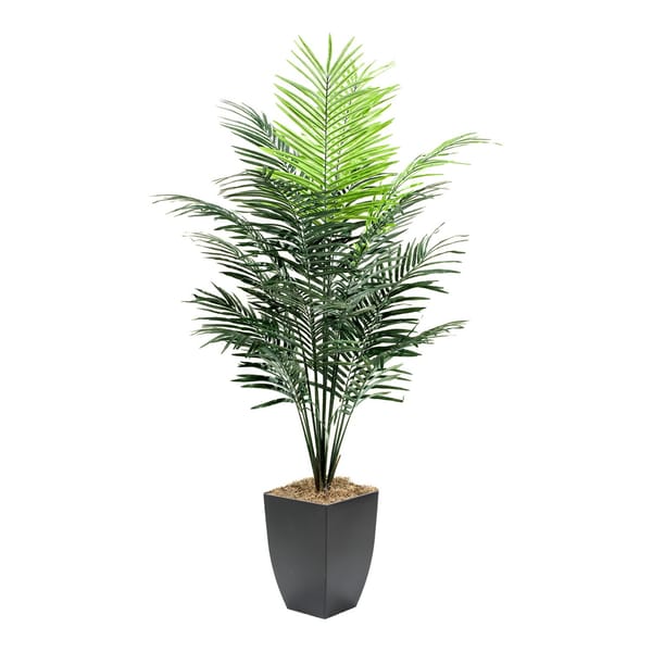 7' Dwarf areca palm in sq metal — sq metal