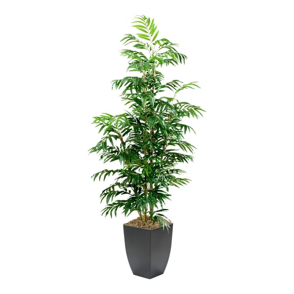Phoenix Palm