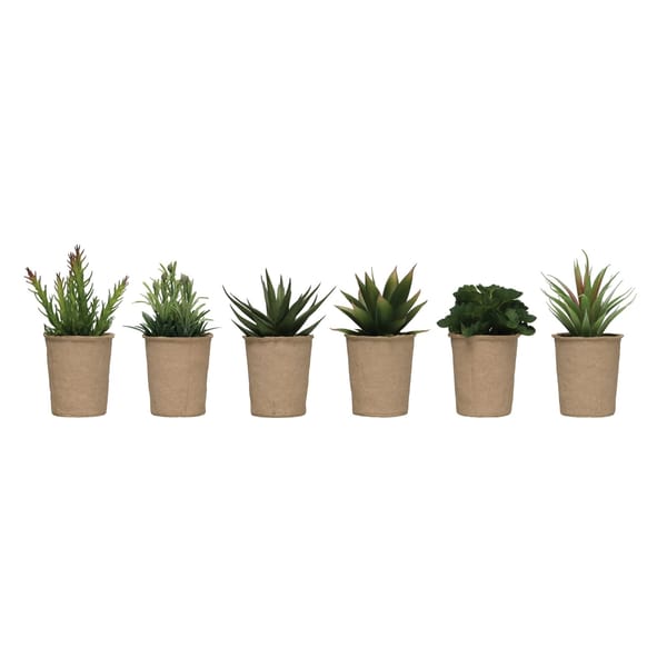 Potted succulent