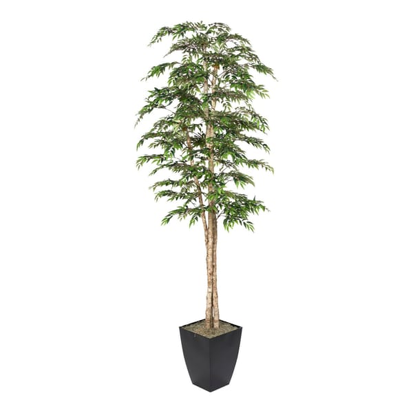 Ruscus Tree