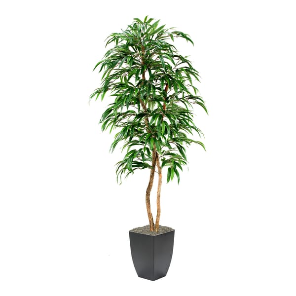 Weeping Ficus Tree