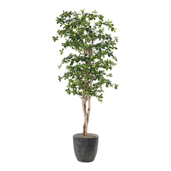 Black Olive Tree