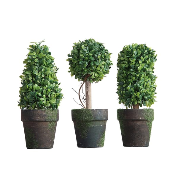 Small Topiary Plant