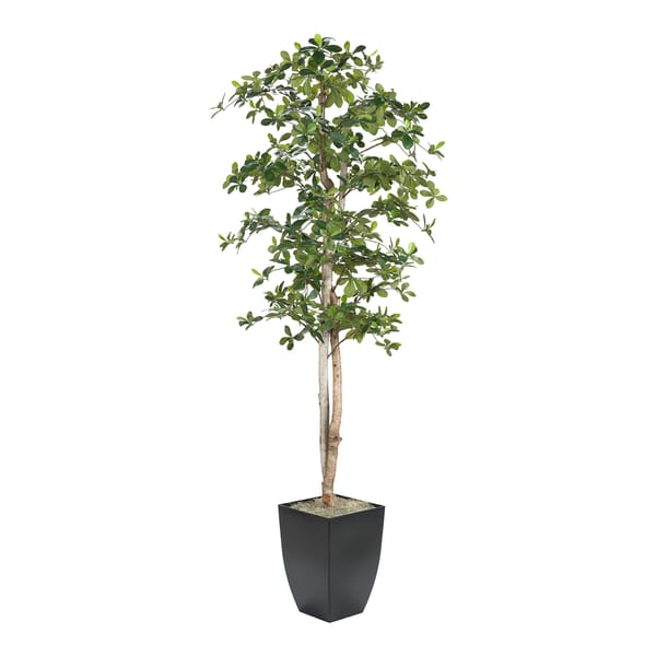 Black Olive Tree