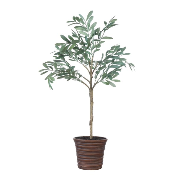 Potted Olive Tree