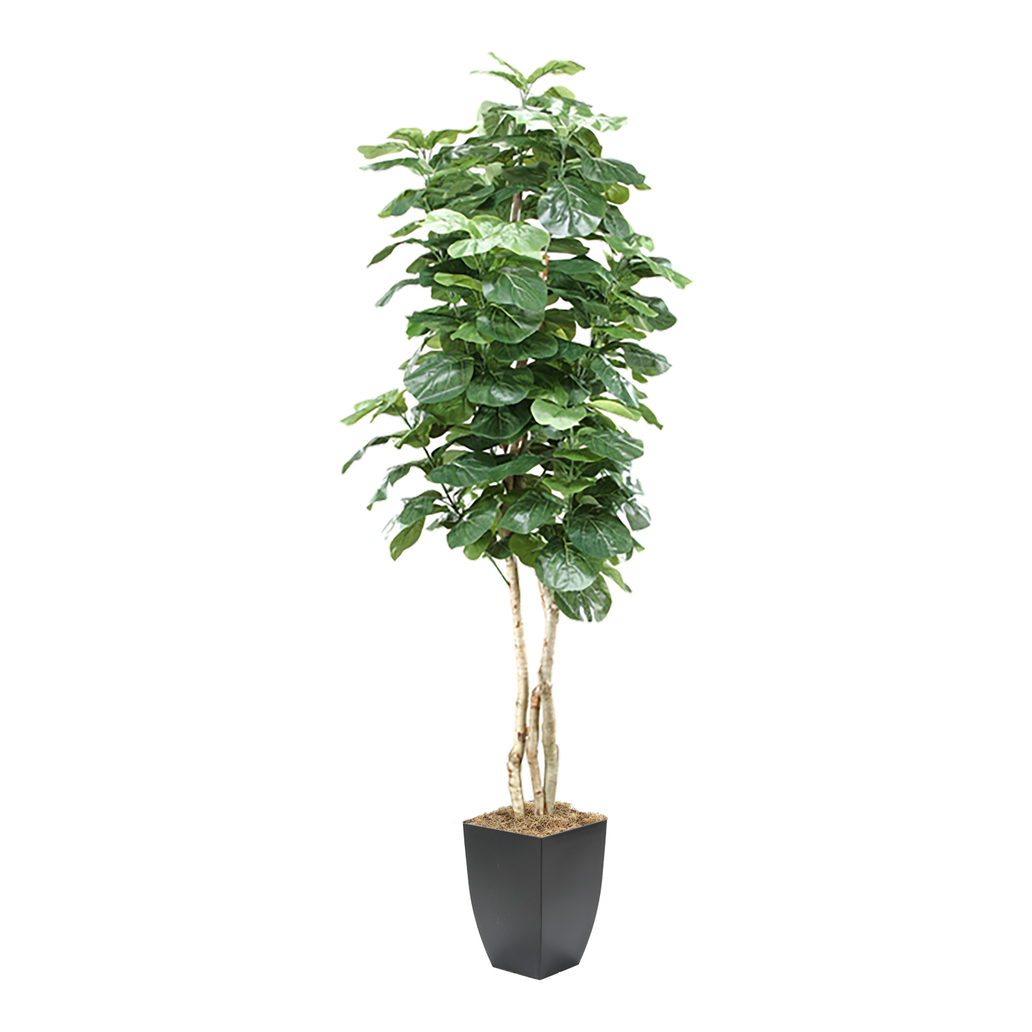 Fiddle Leaf Fig