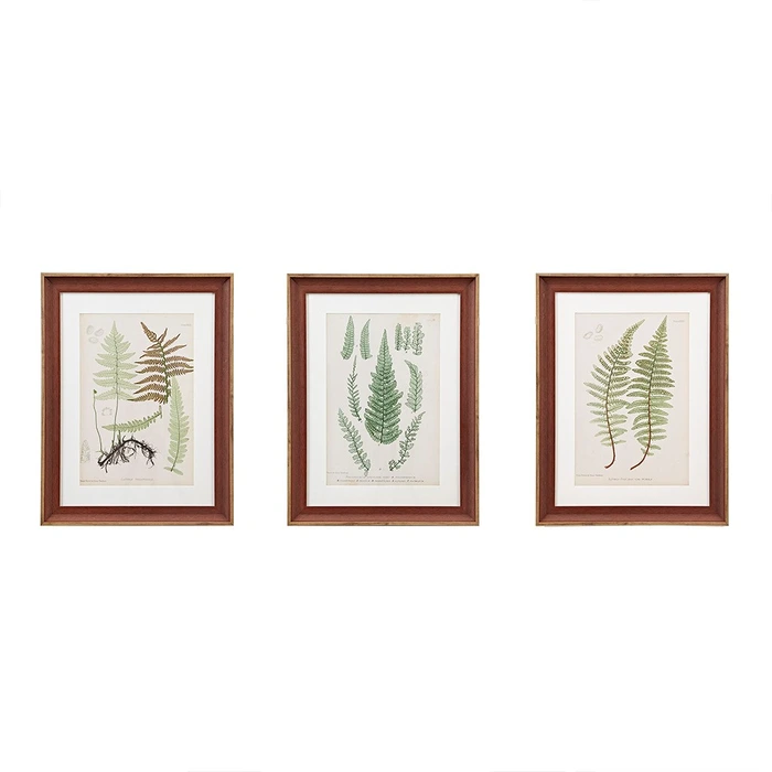 Lady Fern