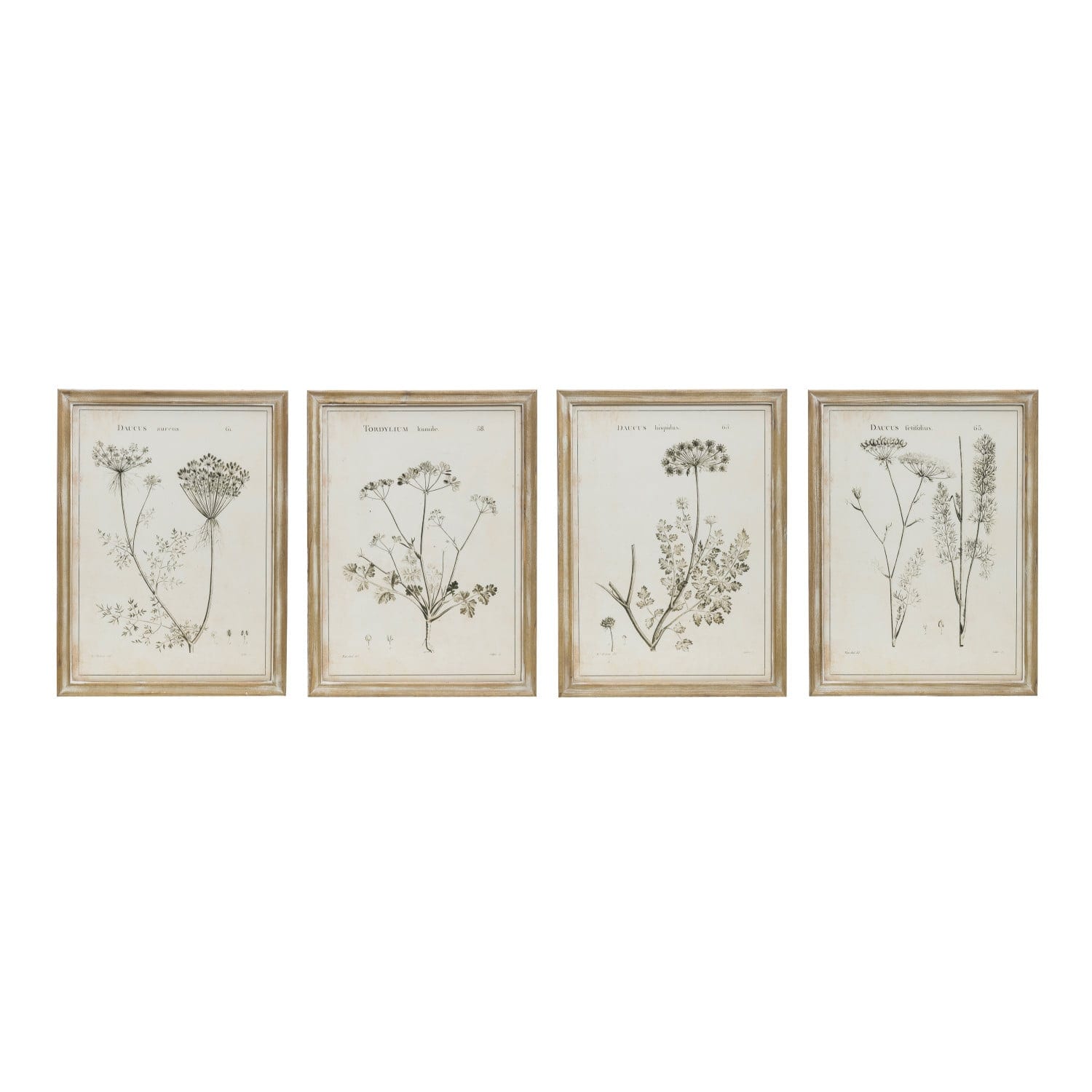 Framed Botanical