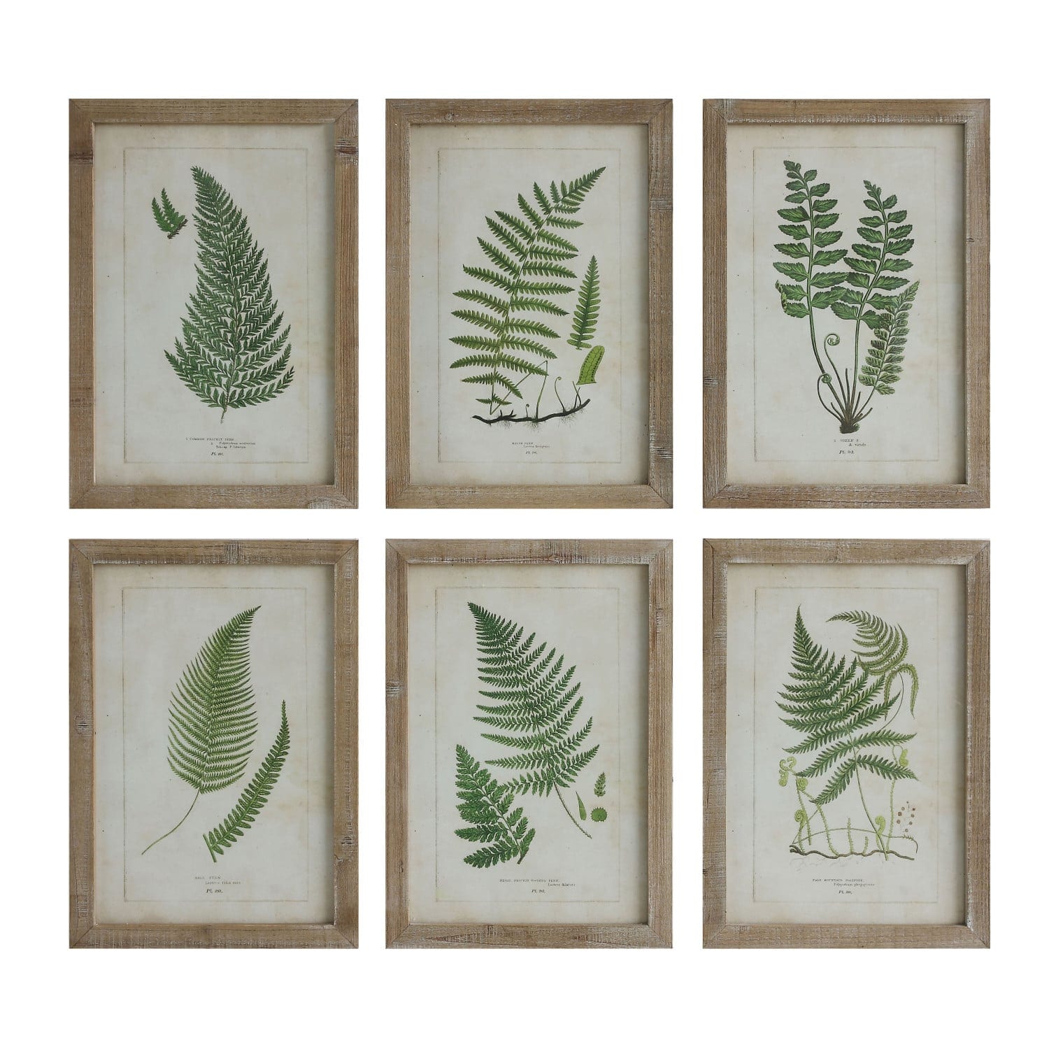 Fern print