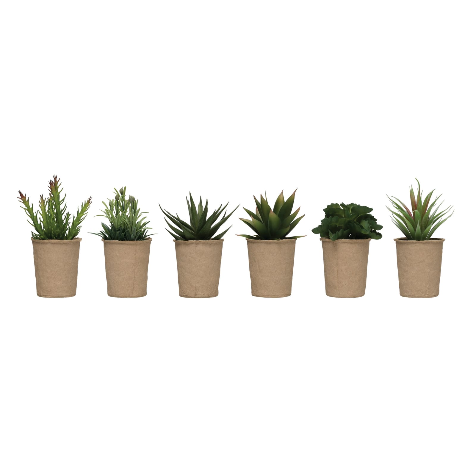 Potted succulent