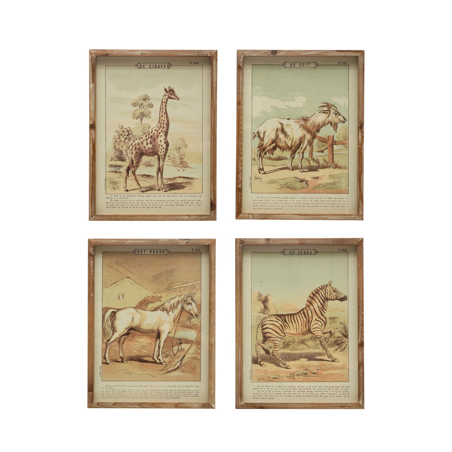 Animal Framed Prints