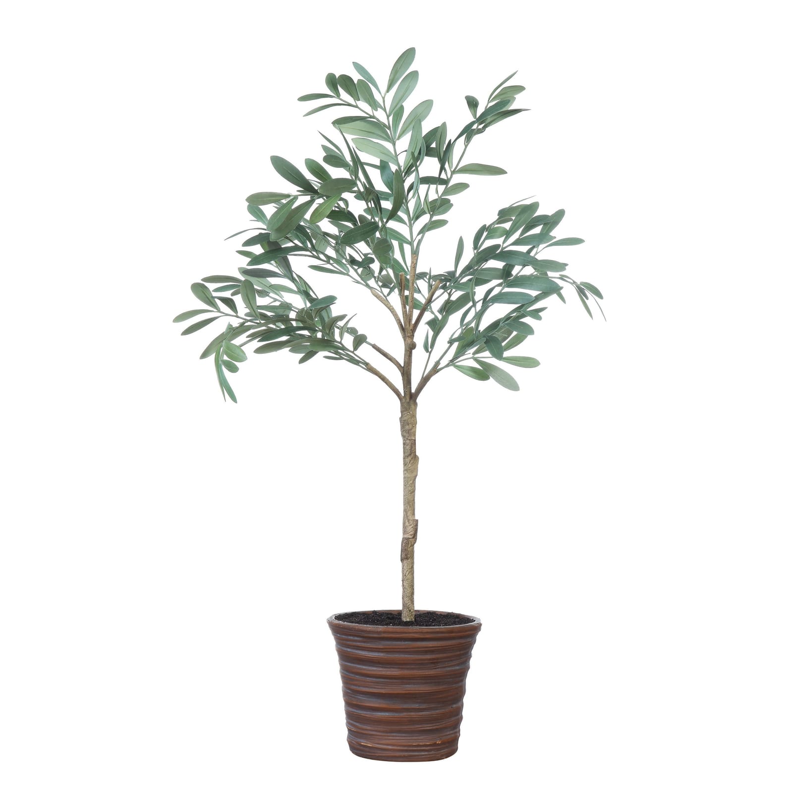 Potted Olive Tree