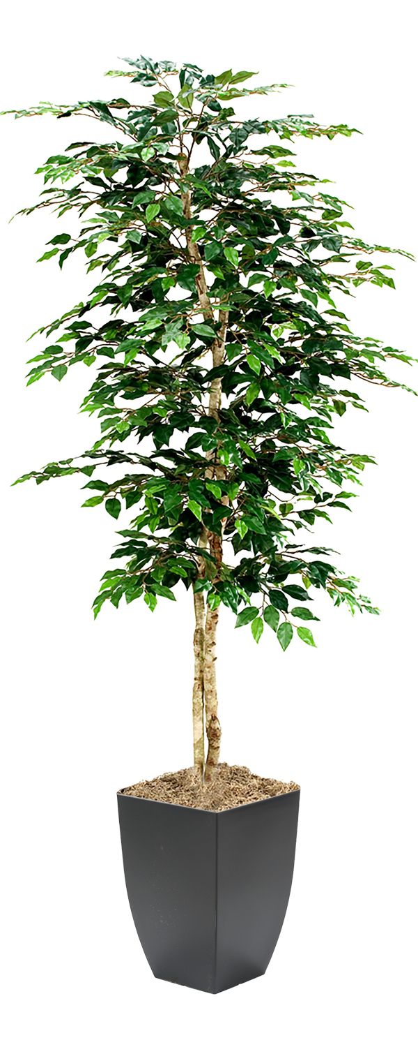 Green Ficus — Wooden Pot