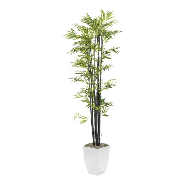 7' BLACK BAMBOO TREE IN WHITE SQUARE METAL PLANTER — WHITE SQUARE METAL PLANTER