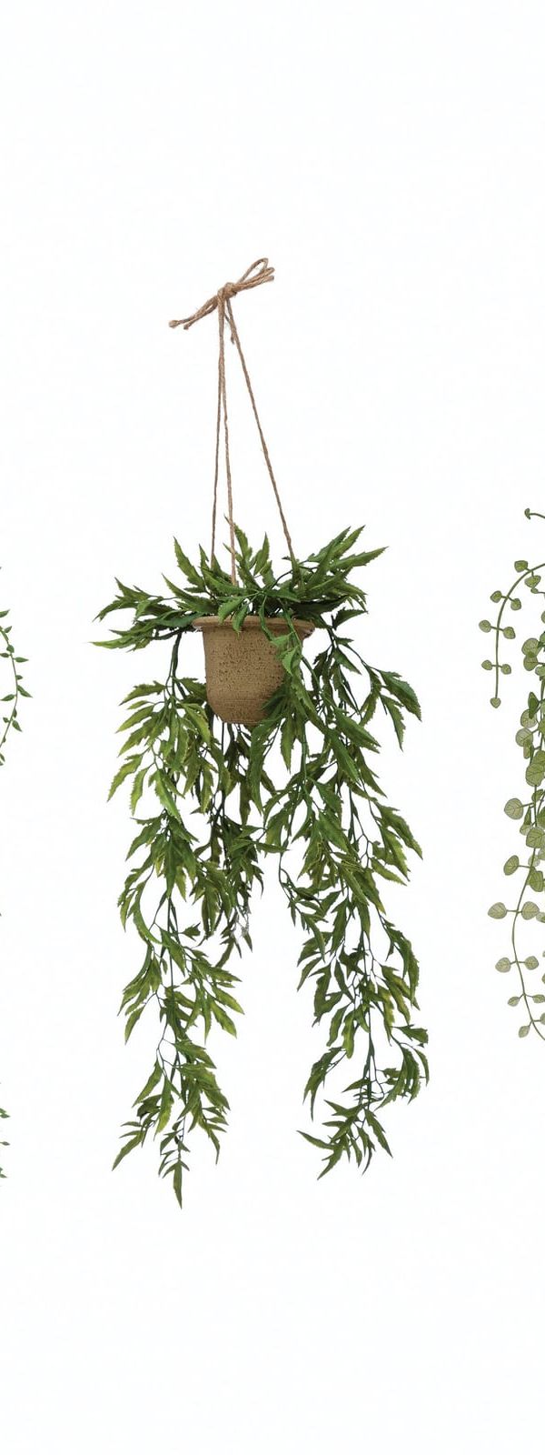 Hanging ivy