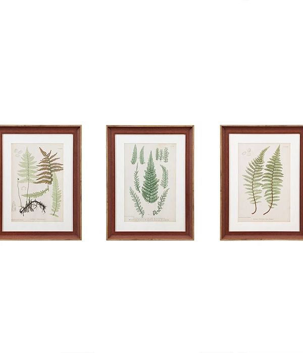 Lady Fern