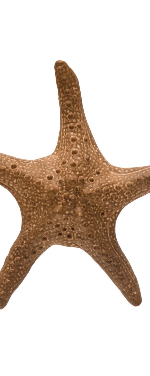 Starfish Ceramic
