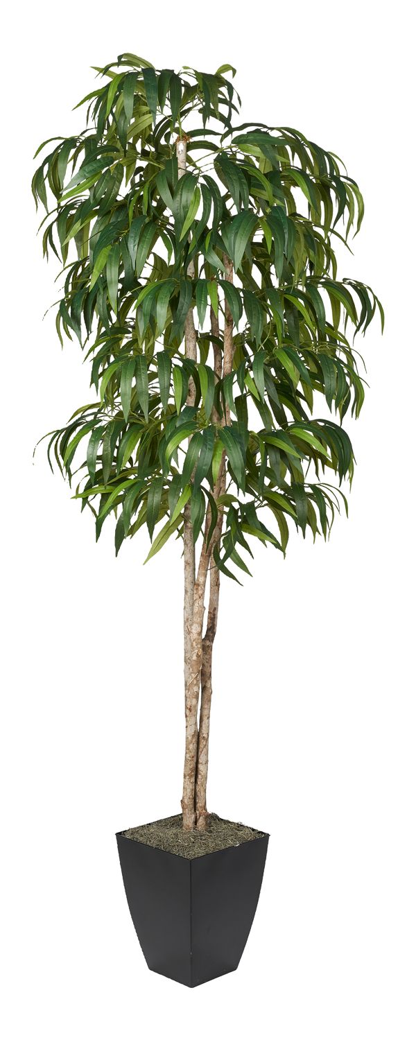 Weeping Ficus Tree