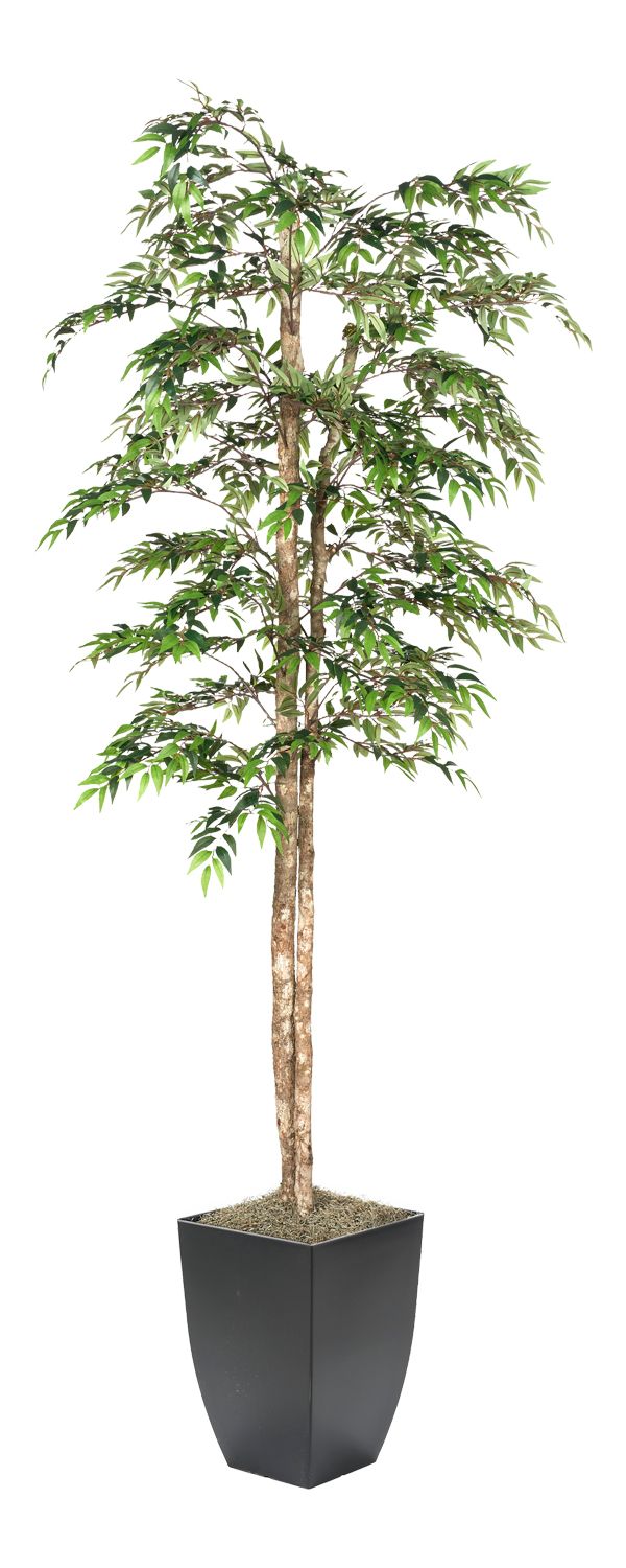 Ruscus Tree