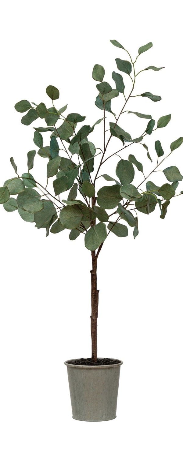Eucalyptus tree
