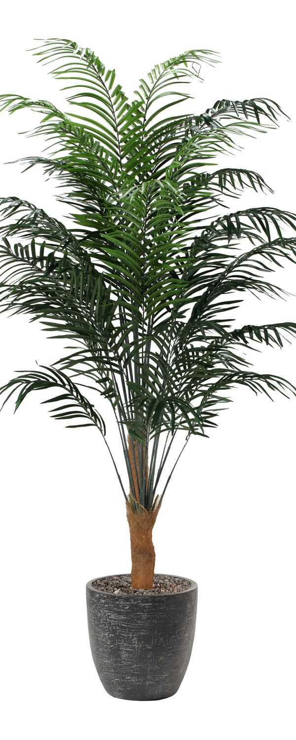 Areca Palm