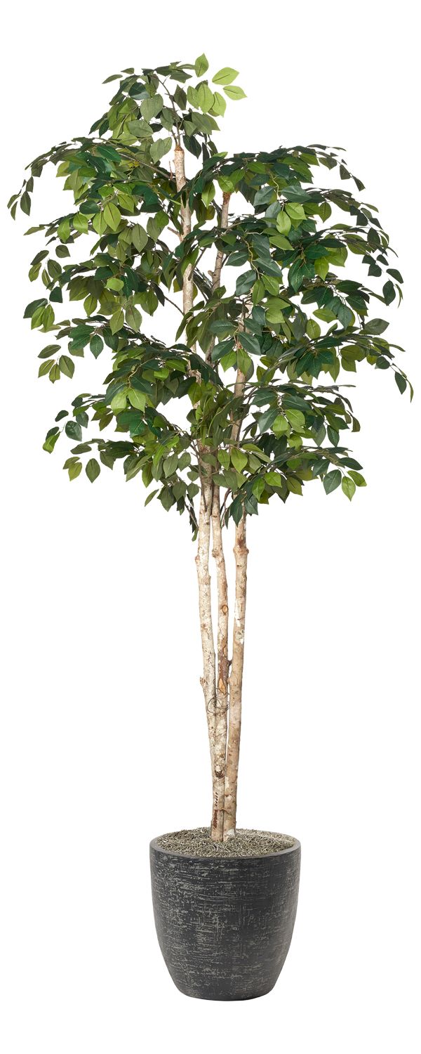 Sakaki Tree