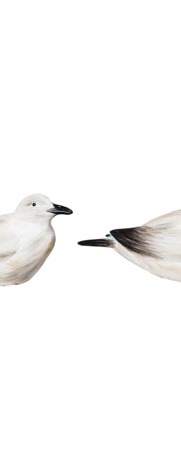Shore Bird