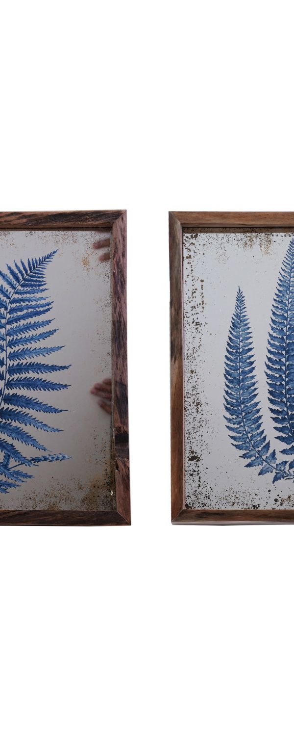 Fern