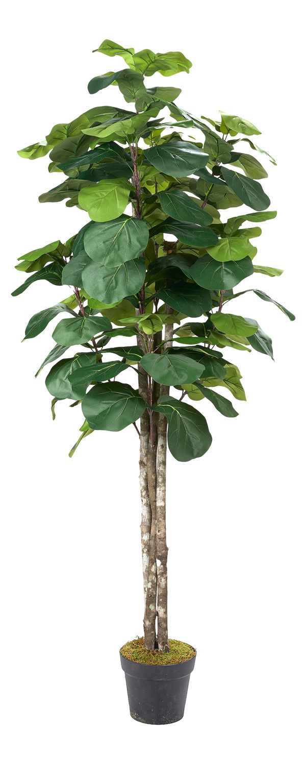 Fiddle Leaf Fig