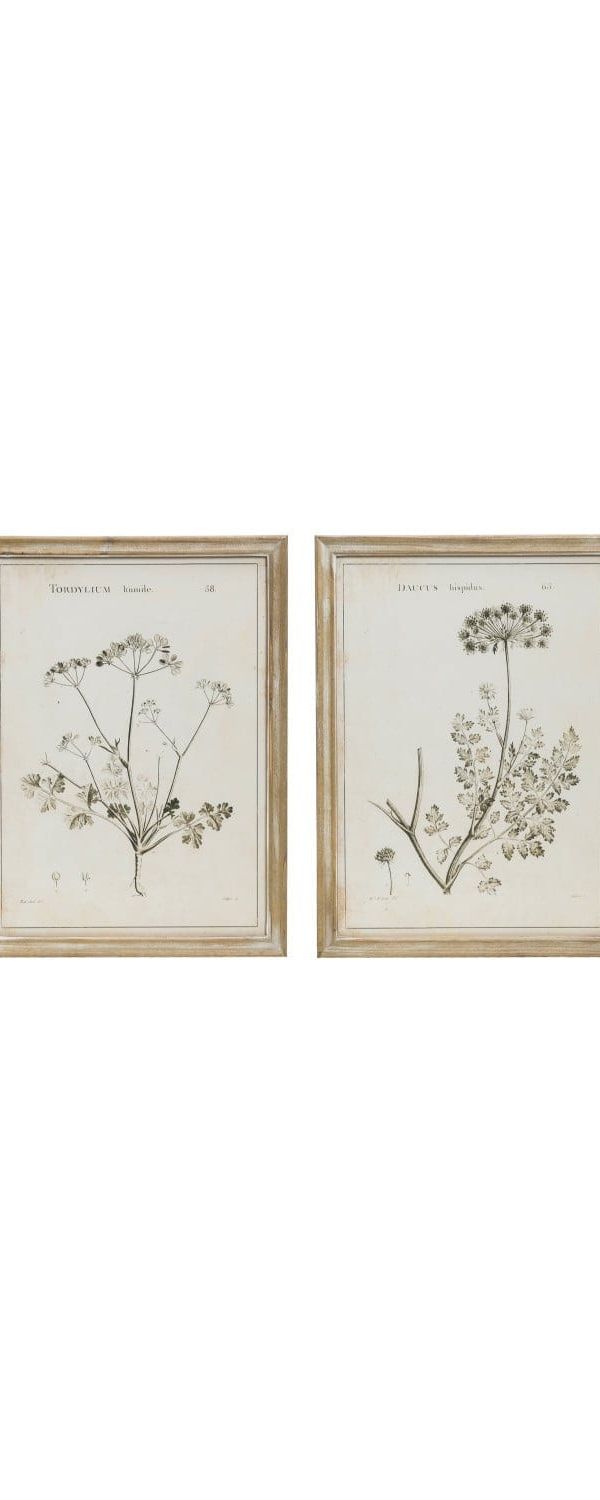 Framed Botanical