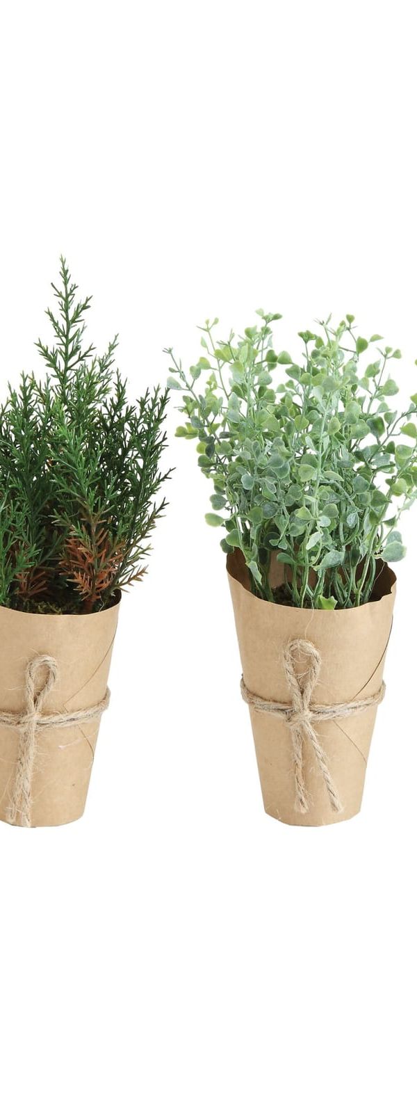 Small potted plant